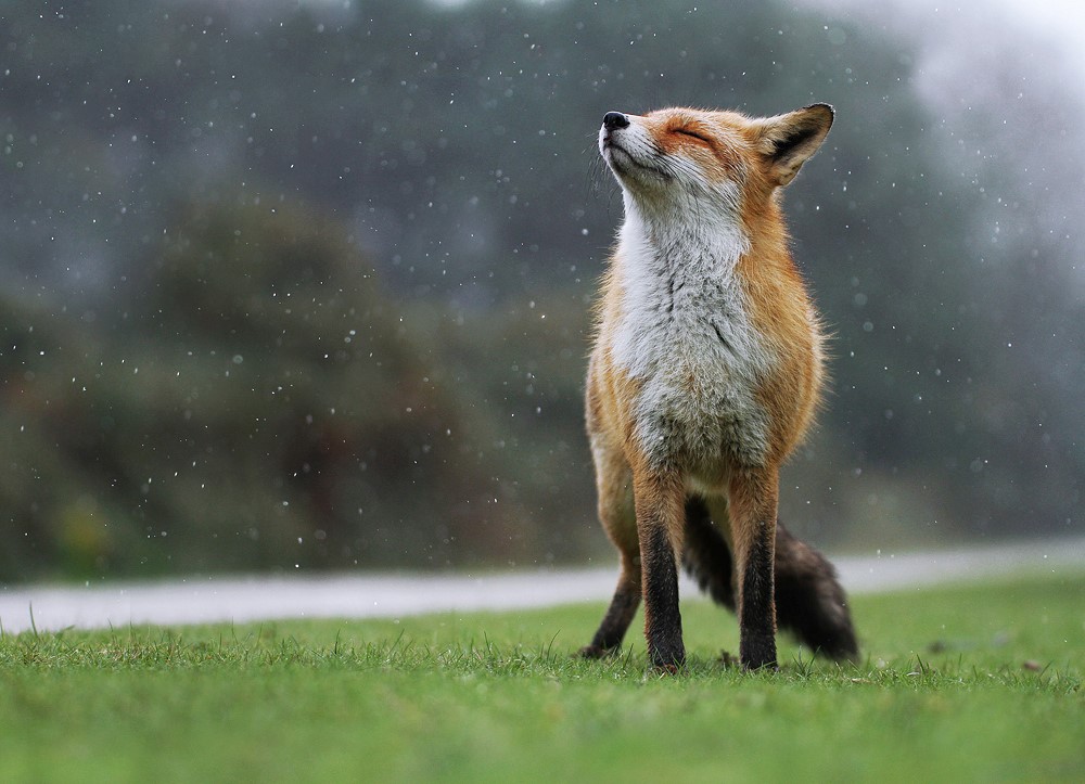 Red Fox - Sheffield & Rotherham Wildlife Trust