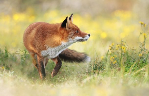 Red Fox - Sheffield & Rotherham Wildlife Trust