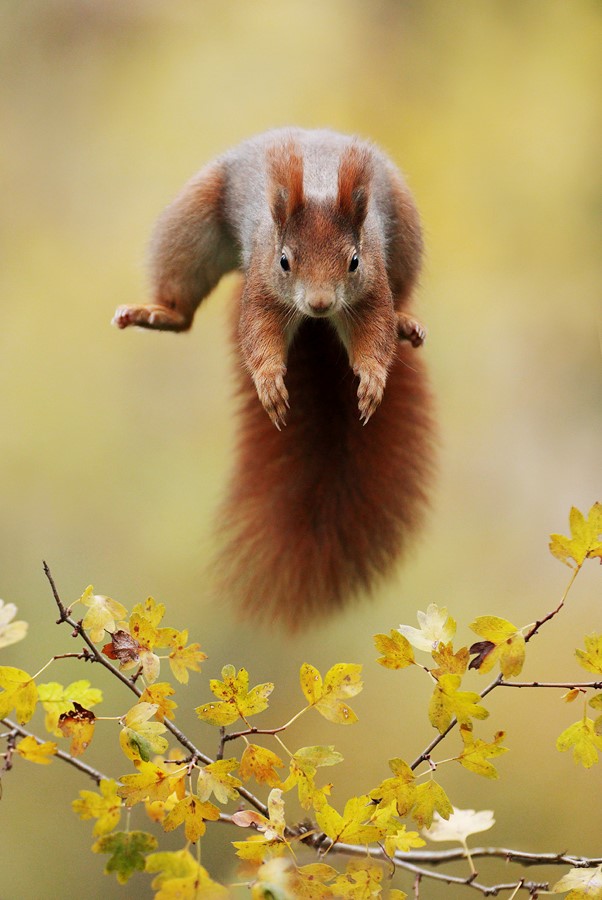 Eichhörnchen (168)