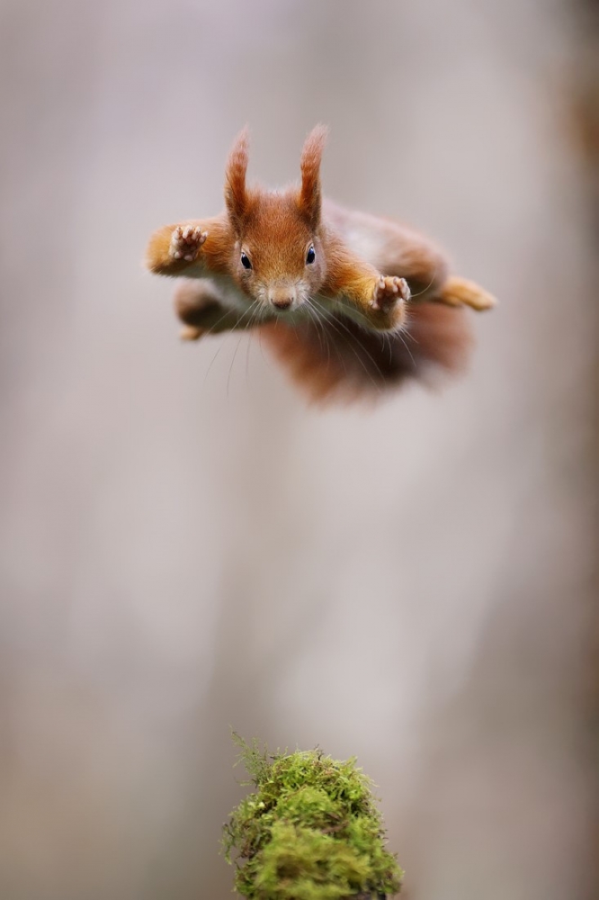 Eichhörnchen (176)