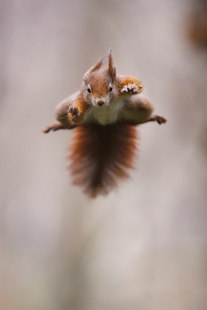 Eichhörnchen (178)