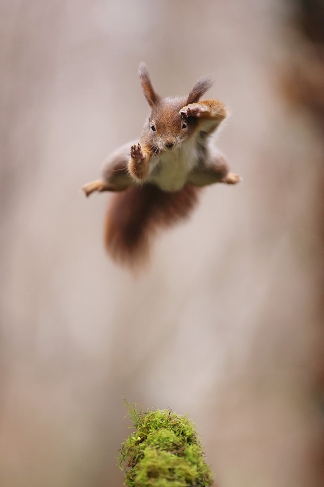 Eichhörnchen (200)