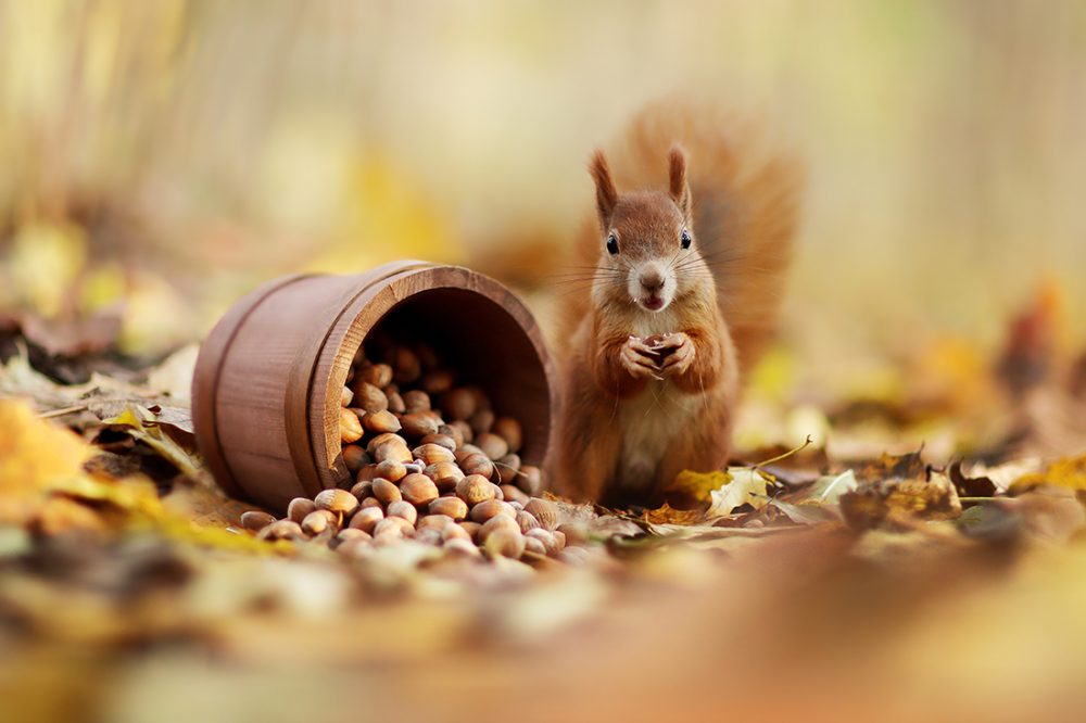 Eichhörnchen (201)