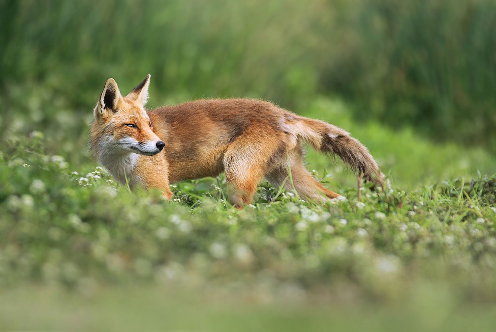 Fox (33)