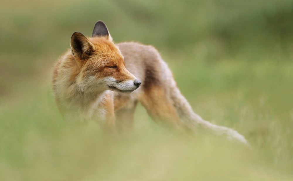 Fox (6)